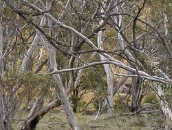 Snowgum tangle